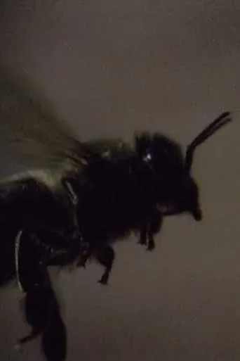 Those Animals That, at a Distance, Resemble Flies movie poster - Rated 10/10