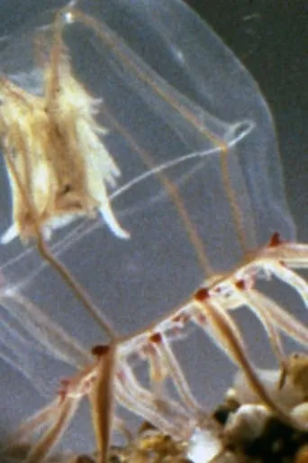 A Small Hydromedusan: Polyorchis Haplus movie poster - Entertainment content