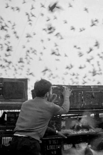 Birds movie poster - Entertainment content