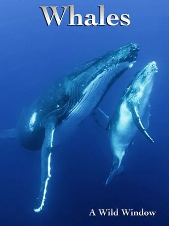 Wild Window: Whales movie poster - Entertainment content