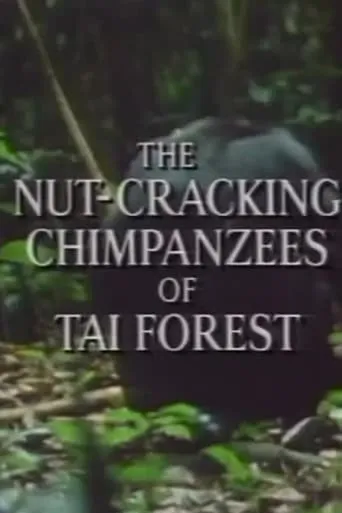 The Nut Cracking Chimpanzees of Taï Forest movie poster - Entertainment content