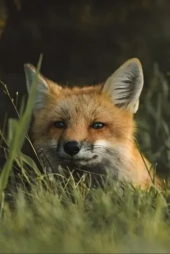 The Fox movie poster - Entertainment content
