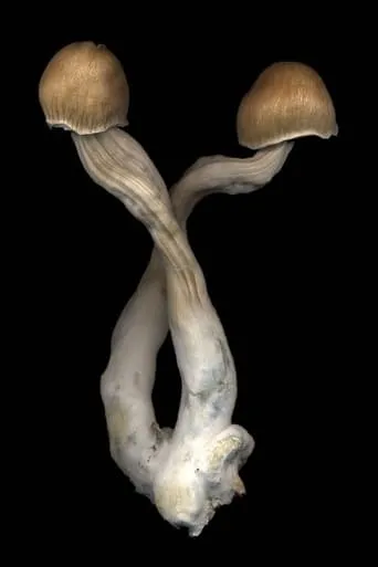 The Mushroom Archive movie poster - Entertainment content