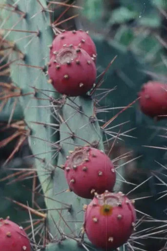 Black Cactus movie poster - Entertainment content