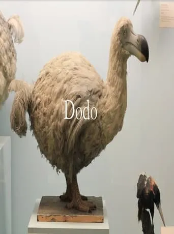 Dodo movie poster - Entertainment content