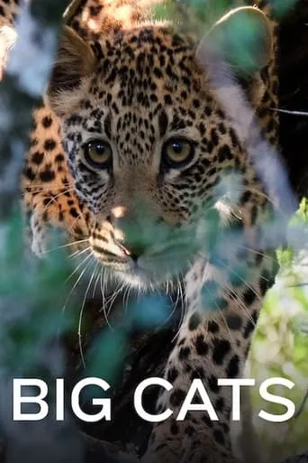 Big Cats movie poster - Rated 6/10