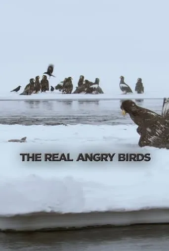 The Real Angry Birds movie poster - Entertainment content