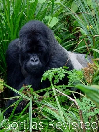 Gorillas Revisited with Sir David Attenborough movie poster - Rated 7.8/10