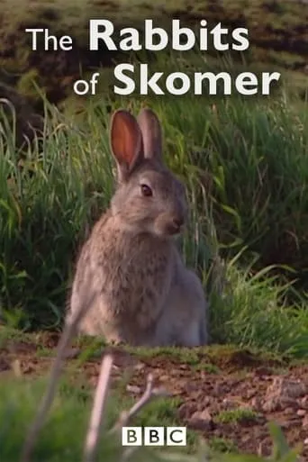 The Rabbits of Skomer movie poster - Entertainment content