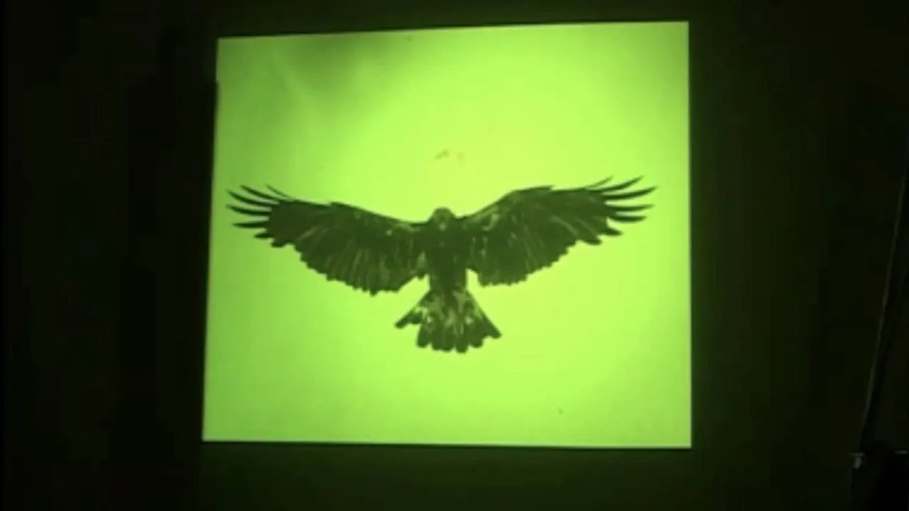 Golden Eagle