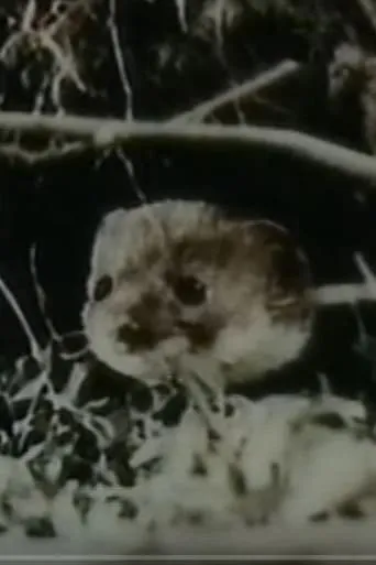 The Weasel movie poster - Entertainment content