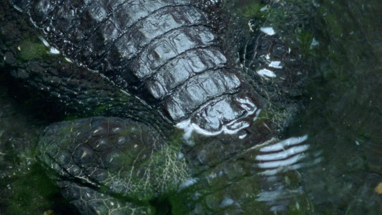 Crocodile Nest