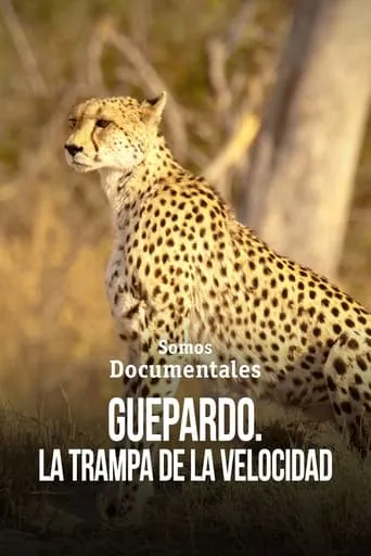 Cheetah – Speed Trap movie poster - Entertainment content