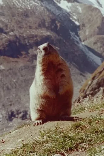 Marmot movie poster - Entertainment content