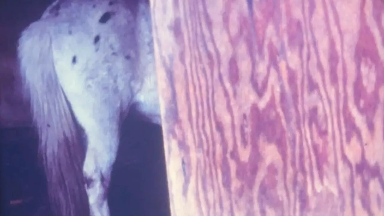Horseflesh