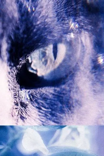 With the Eyes of My Cat movie poster - Entertainment content