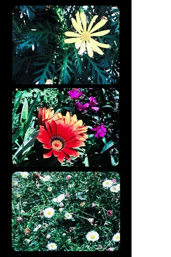 Flowers movie poster - Rated 5/10