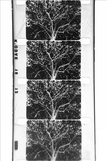 un arbre movie poster - Entertainment content