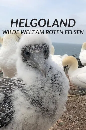 Helgoland - Wilde Welt am roten Felsen movie poster - Entertainment content
