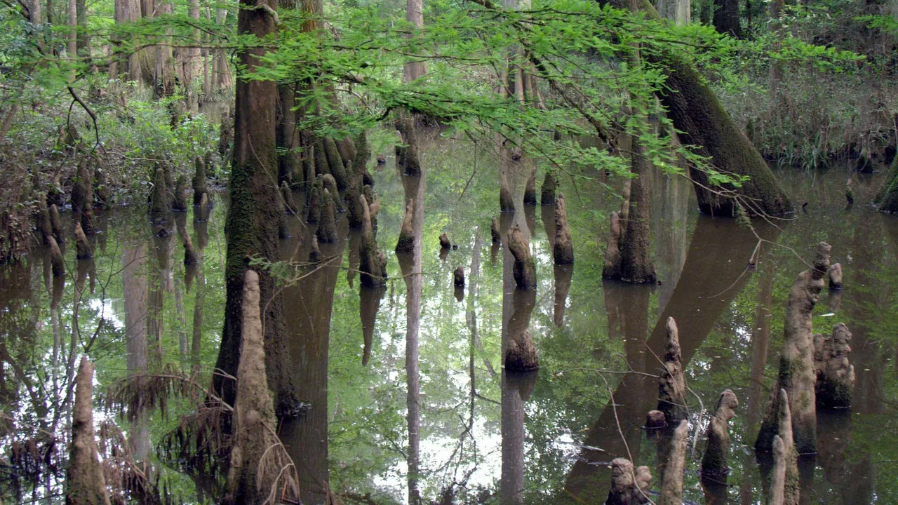 Gatorlands