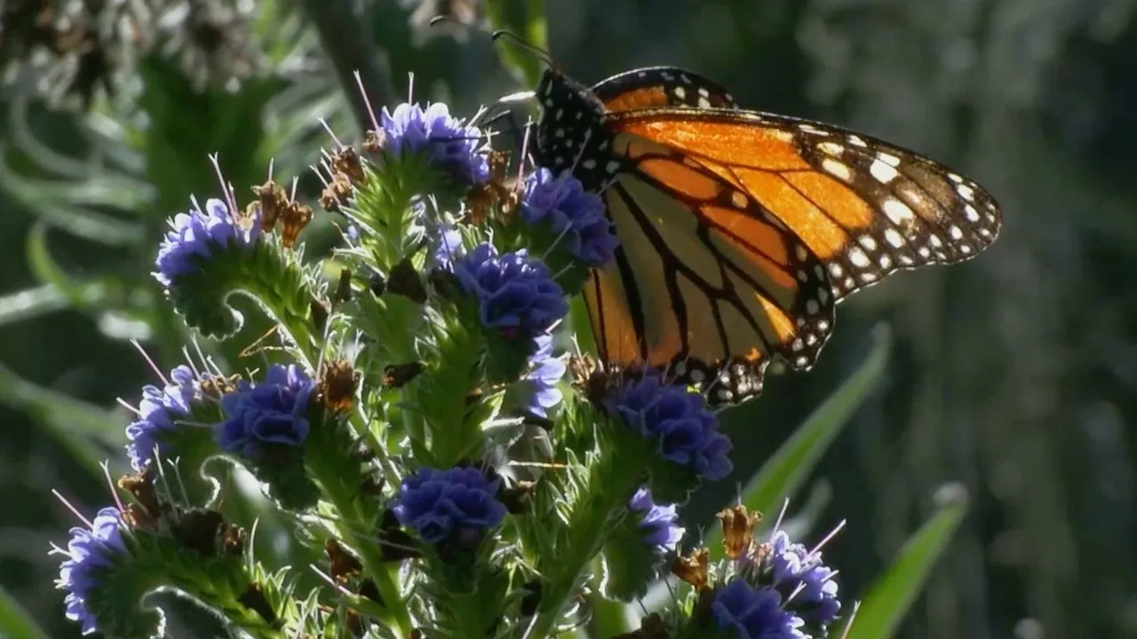 Butterfly Town, USA