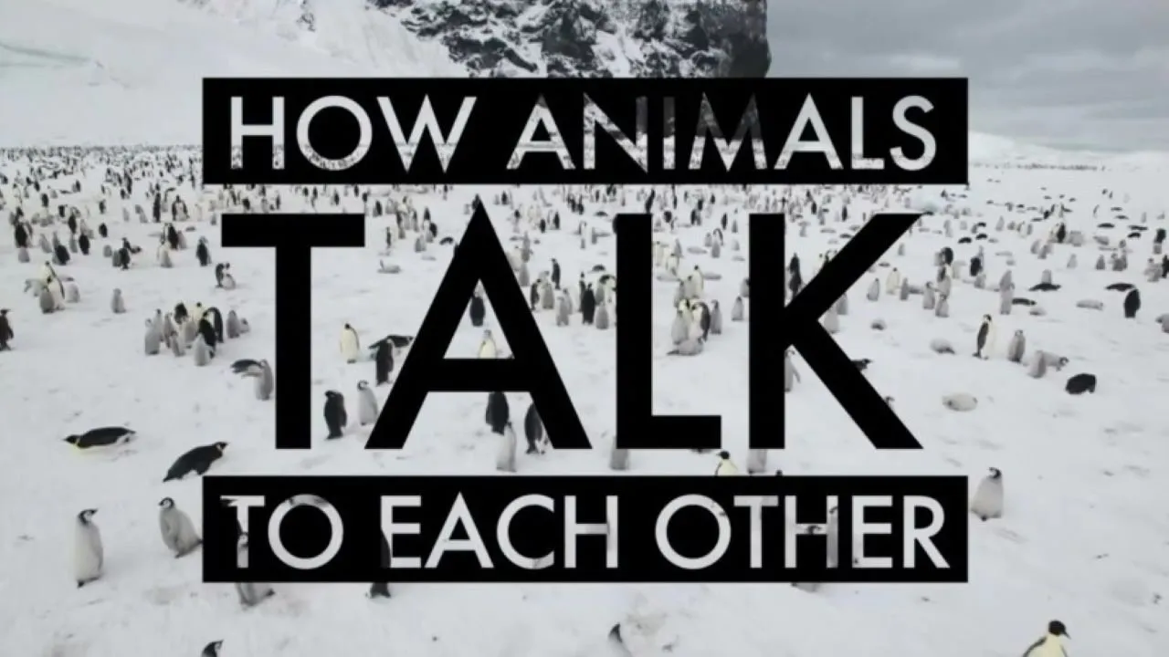 How Animals Talk To Each Other