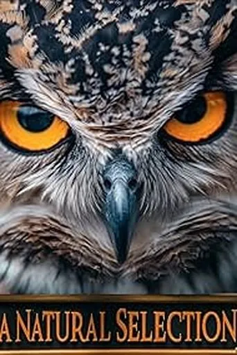 A Natural Selection movie poster - Entertainment content