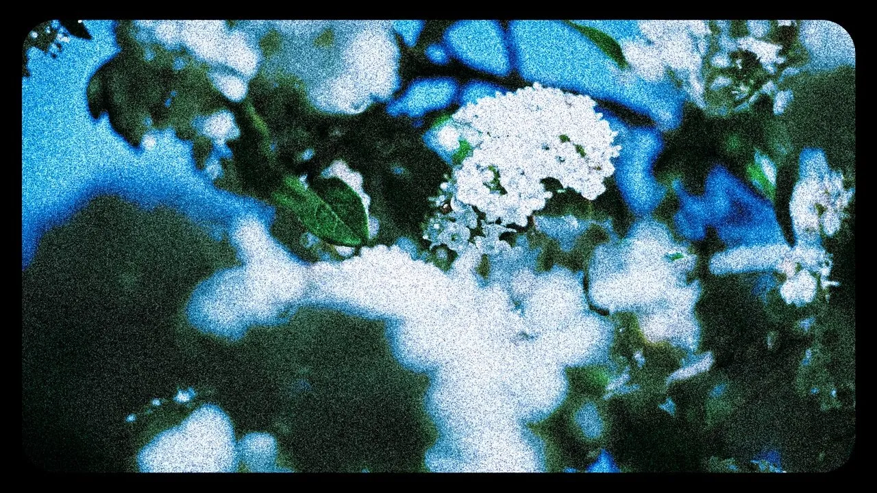 Flowers (III)
