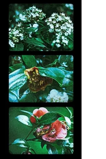 Flowers (III) movie poster - Entertainment content