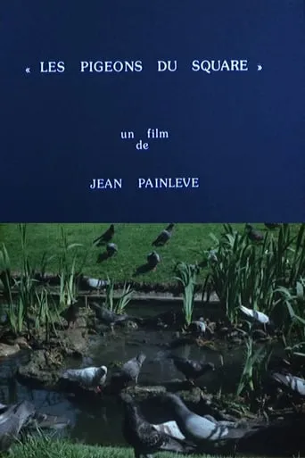 Pigeons in the Square movie poster - Rated 6.188/10