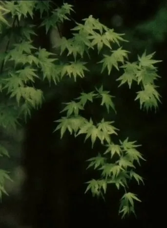 Young Pines movie poster - Rated 6/10