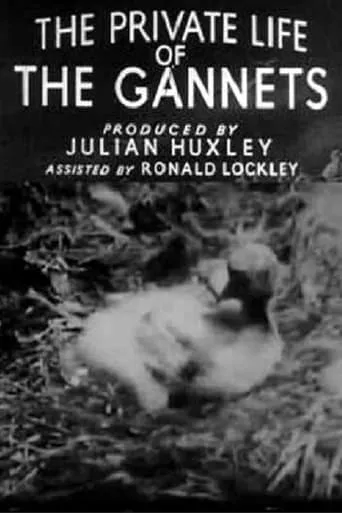 The Private Life of the Gannets movie poster - Rated 6/10