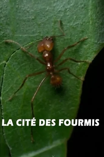 La cité des fourmis movie poster - Entertainment content