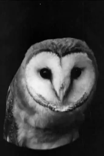 The White Owl movie poster - Entertainment content