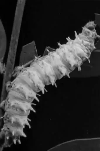 Skilled Insect Artisans movie poster - Entertainment content