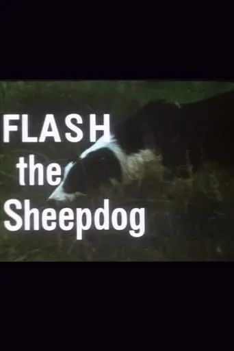 Flash the Sheepdog movie poster - Rated 8/10