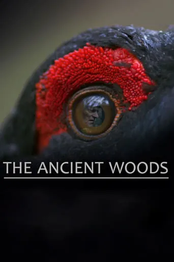The Ancient Woods movie poster - Rated 8.1/10