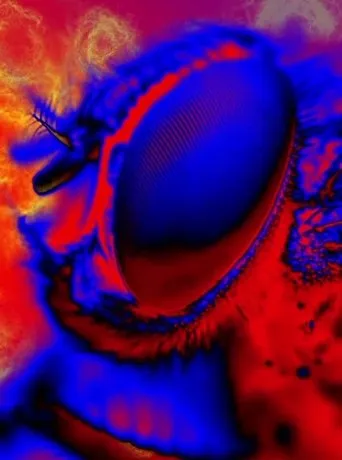 Electric Arthropods movie poster - Entertainment content