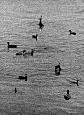 Coots movie poster - Entertainment content