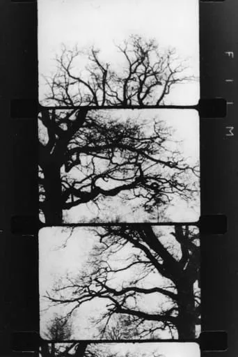 Finestra davanti ad un albero movie poster - Entertainment content