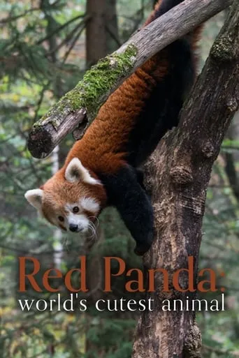 Red Panda: World's Cutest Animal movie poster - Rated 8.5/10