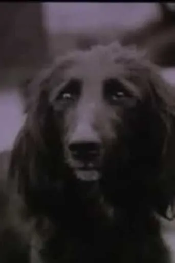The Dog Was Running movie poster - Entertainment content