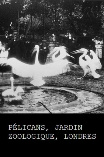 Pelicans, London Zoological Garden movie poster - Rated 4/10