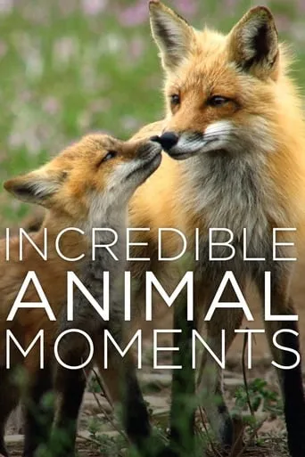 Incredible Animal Moments movie poster - Entertainment content