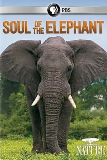 Soul of the Elephant movie poster - Rated 7/10