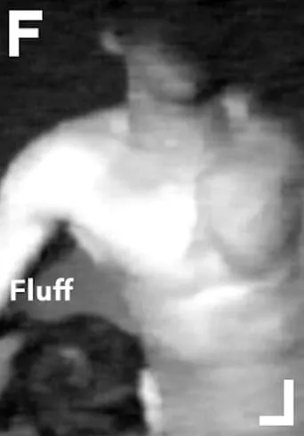 Fluff movie poster - Rated 1.5/10
