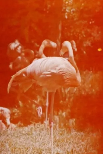 Sleeping Flamingo movie poster - Entertainment content