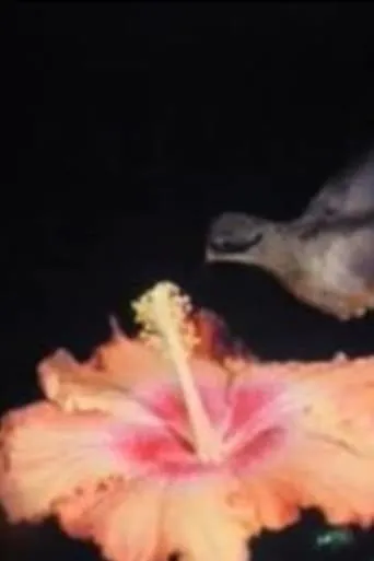 Birds of Paradise movie poster - Entertainment content