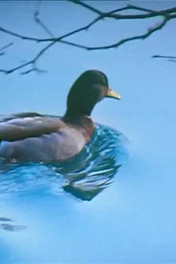 Canards movie poster - Entertainment content
