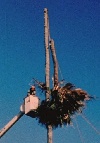 Palm Down movie poster - Rated 6/10